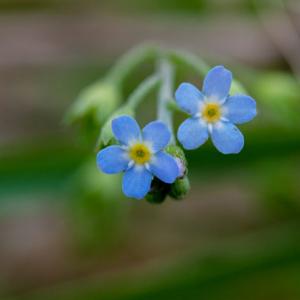 waterforget me not1
