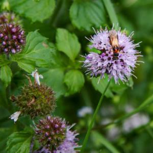 watermint