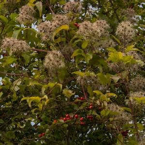 wild clematis