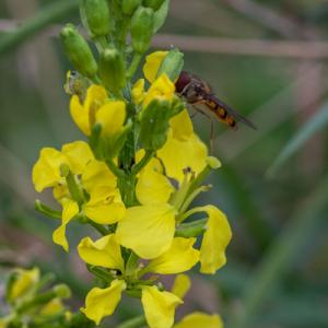 yellowwatercress