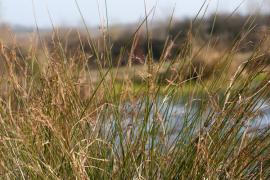 sedge