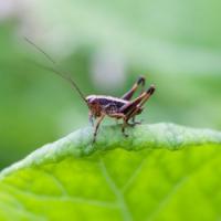 1405 grasshopper