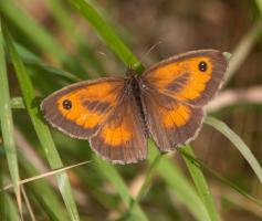 1508 gatekeeper