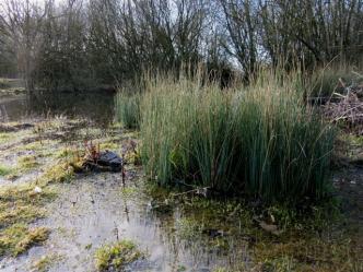 Hard rush colonising edge of pond2