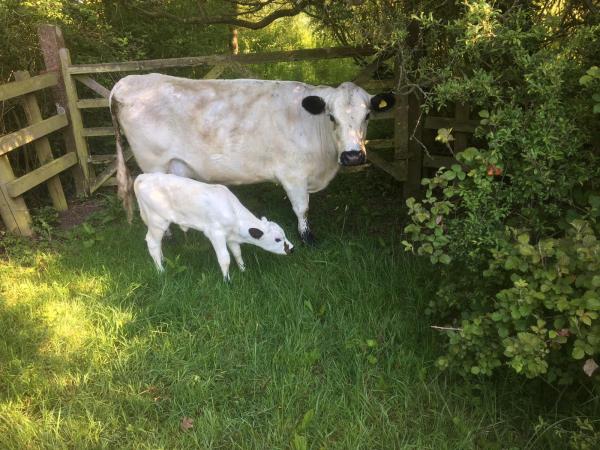 Drakkars calf IMG 20190522