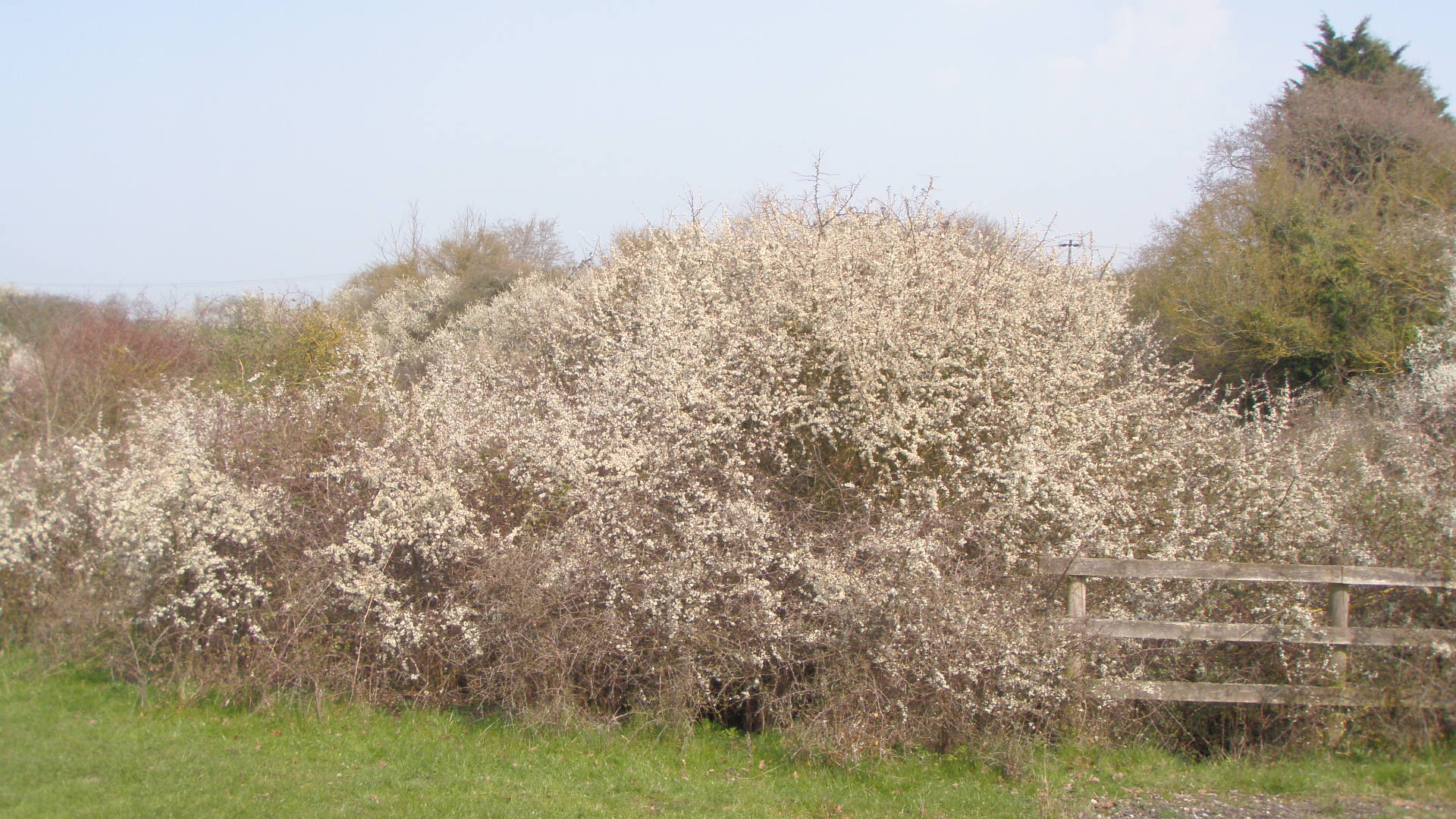 Blackthorn year!