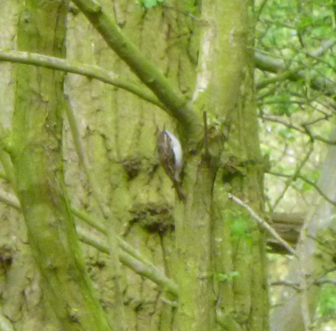 tree creeper crop