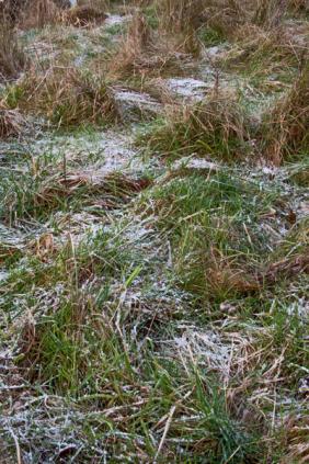 frozen tussocks
