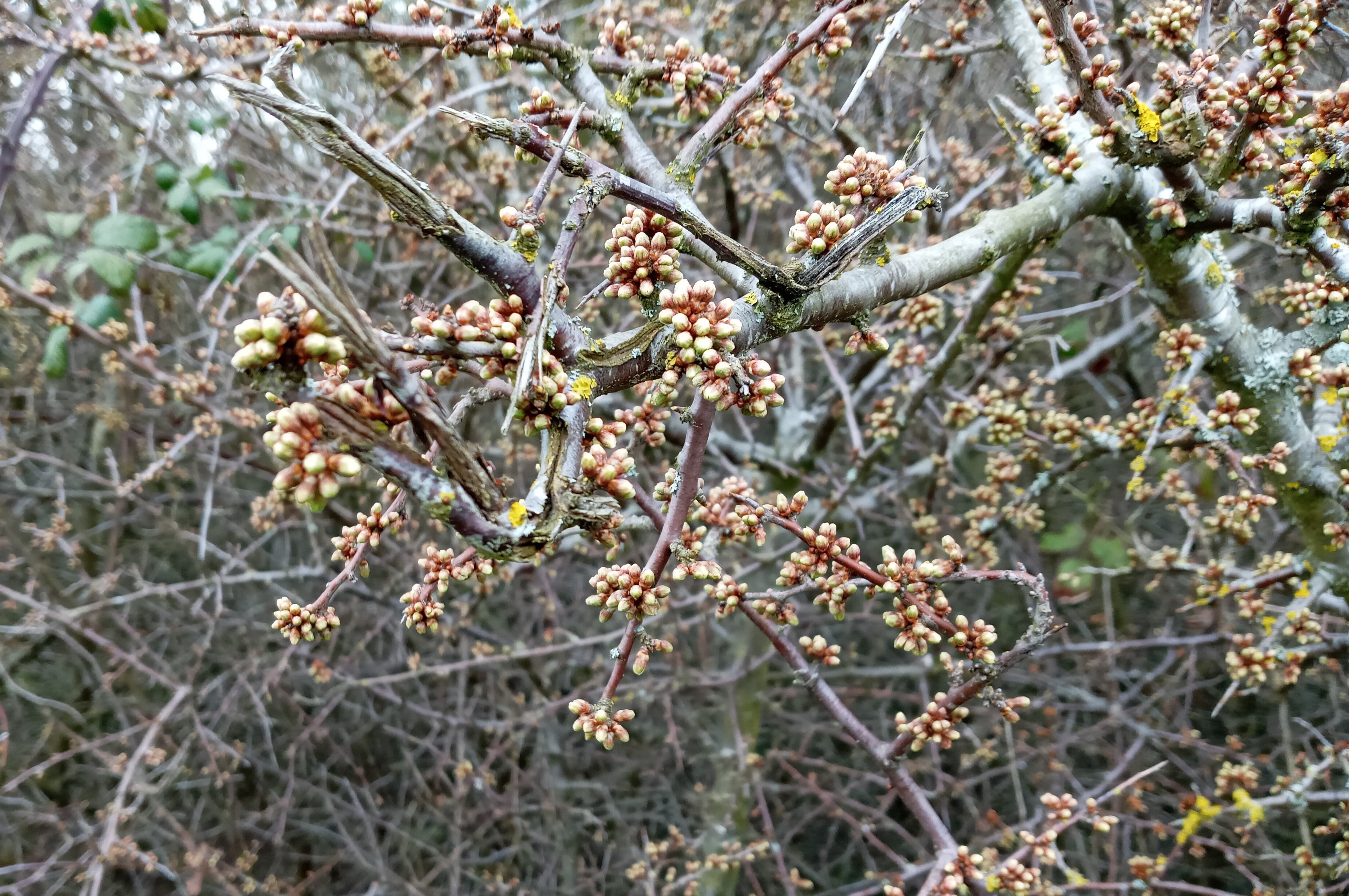 First day of Spring at Fromus Valley