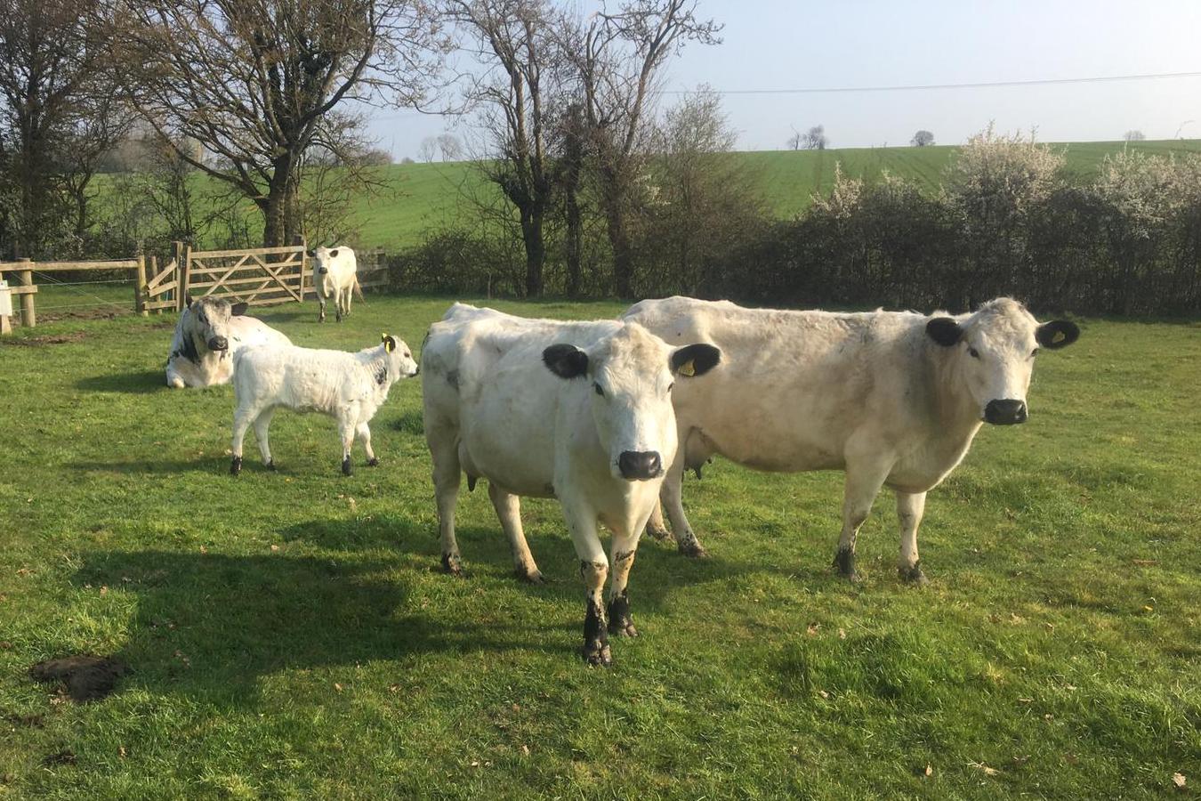 Cattle back at Fromus