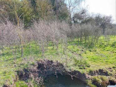 210324 blackthorn2