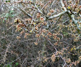 210324 blackthorn