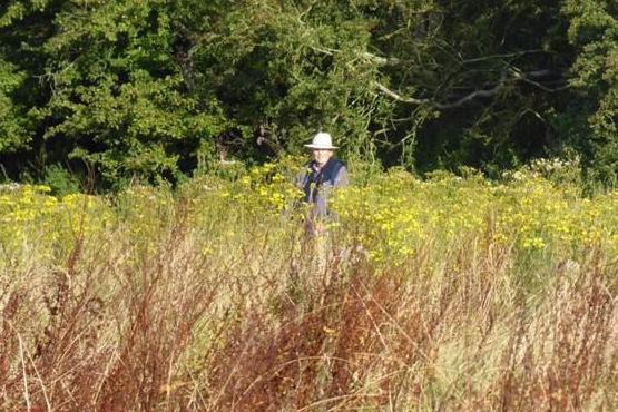 Ragwort at Simpson’s Fromus Valley Reserve