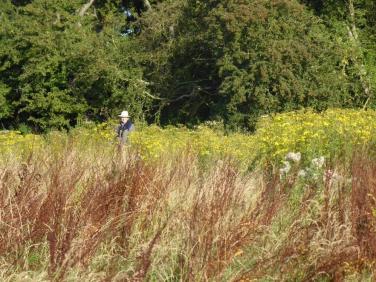 220410 ragwort patch on Meremeade Sep2021