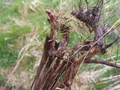 220410 tall dry ragwort stalks