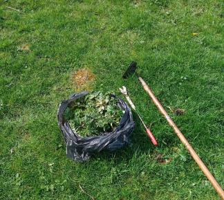 220410 ragwort in binsac