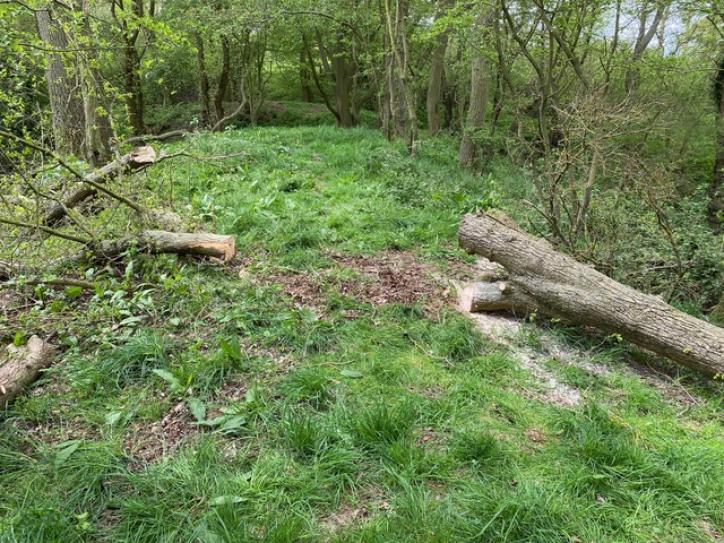 220621 fallen tree IMG 5858