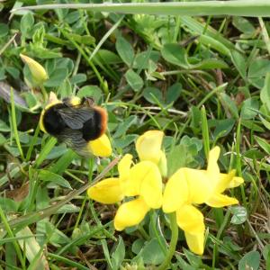 Red tailed bumblebee on bird's-foot trefoil
