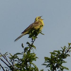 Yellowhammer singing in Moon Meadow