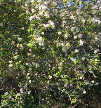 apple blossom IMG 3345