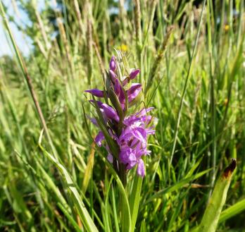 Southern Marsh Orchid P1020644