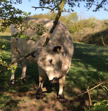 cattle scratching IMG 3358