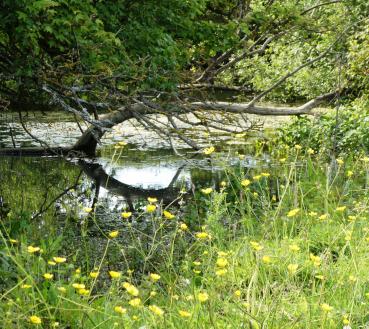 buttercups by the Long Pond P1020639