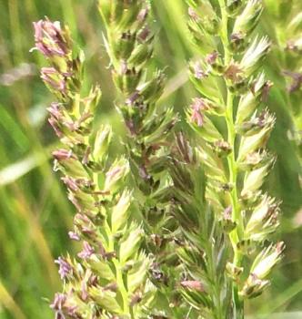 Much magnified crested dogs tail grass IMG 4326