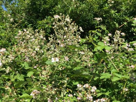 blackberries at Fromus