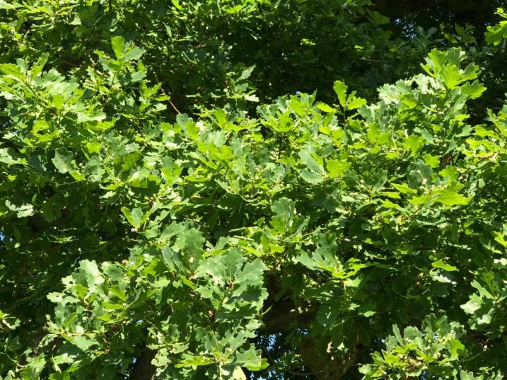 acorns at Fromus